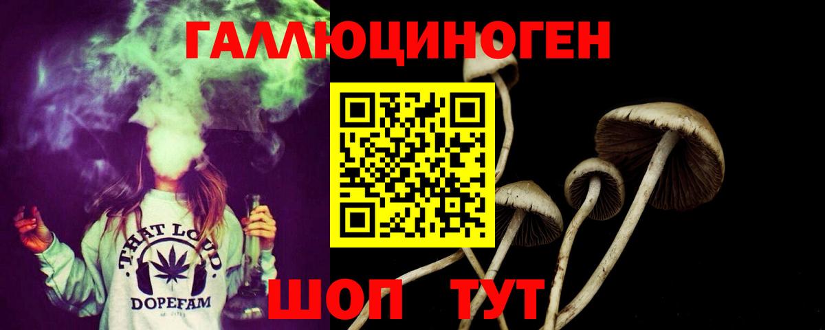 Городец  Псилоцибиновые грибы Psilocybine cubensis  Вход с VPN 